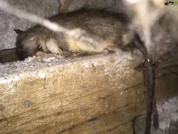 Dead Rat Removal Austinville
